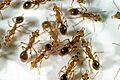 CSIRO ScienceImage 2478 Dinosaur or Fossil Ants Nothomyrmecia macrops
