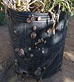 Caracoles de jardín