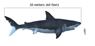 Carcharodon megalodon size compasison with man