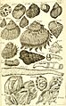 Catalogue systématique et raisonné, ou, Description du magnifique cabinet appartenant ci-devant à M. le c. de *** - ouvrage intéressant pour les naturalistes, and pour les amateurs de l'histoire (14764615282)