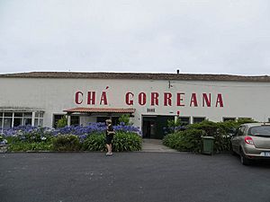 Archivo:Cha Gorreana Tea Plantation Sao Miguel Azores Portugal Main Plant