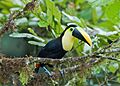 Choco toucan