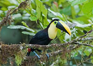 Archivo:Choco toucan