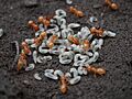 Citronella Ants (Lasius sp.) - Guelph, Ontario 2014-05-19 (01)
