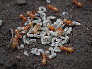 Archivo:Citronella Ants (Lasius sp.) - Guelph, Ontario 2014-05-19 (01)