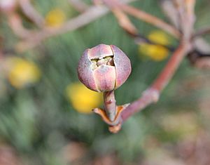 Archivo:Dogwood blossom