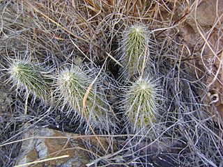 Echinocereus schereri.jpg