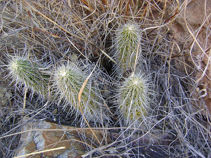 Echinocereus schereri