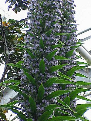 Archivo:Echium piniana1
