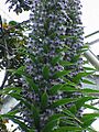 Echium piniana1