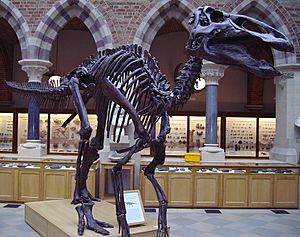 Archivo:Edmontosaurusskel