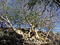 El Árbol de la Vida en la Isla de Mezcala