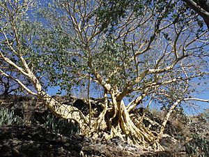 Archivo:El Árbol de la Vida en la Isla de Mezcala