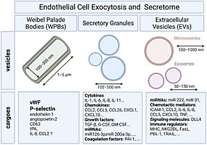 Archivo:Endotelial Exocitosis Vesiculas Exosomas