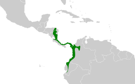 Distribución geográfica del hormiguerito leondo.