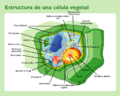Estructura celula vegetal