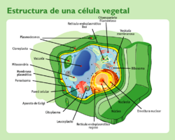 Archivo:Estructura celula vegetal