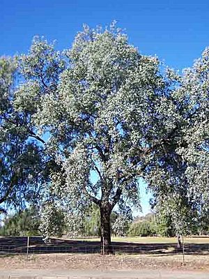 Archivo:Eucalyptus-melanophloia-1