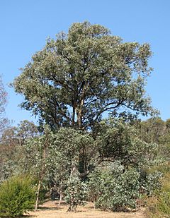Archivo:Eucalyptus polyanthemos vestita
