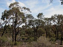 Archivo:Eucalyptus tricarpa 7061