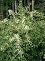 Fallopia japonica1