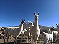 Ganado camélido en volcán Tacora
