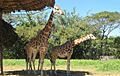 Giraffes in the zoo on Central American