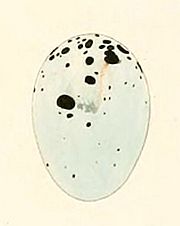 Archivo:Gubernatrix cristata egg 1847