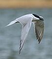 Gull-billed Tern (Gelochelidon nilotica) Gilgit-Baltistan, Pakistan