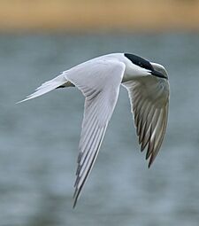 Gull-billed Tern (Gelochelidon nilotica) Gilgit-Baltistan, Pakistan