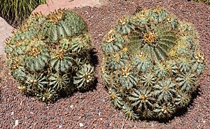 Archivo:Hamatocactus setispinus, Huerto del Cura, Elche, España, 2014-07-05, DD 34