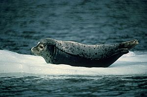 Archivo:Harbour seal