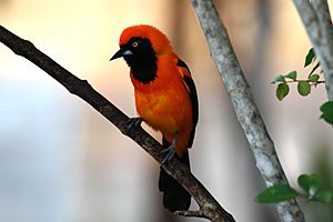 Archivo:Icterus croconotus