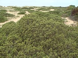 Juniperus phoenicea 5.JPG