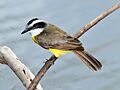 Lesser Kiskadee