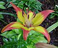 Lilium Cancun