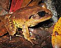 M fasciolatus