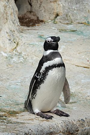 Archivo:Magellanic penguin at SF Zoo