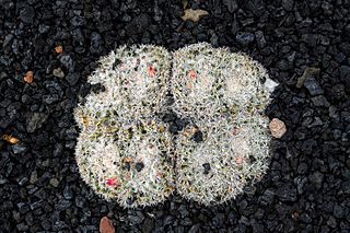 Mammillaria Perbella in Jardin de Cactus on Lanzarote, June 2013.jpg