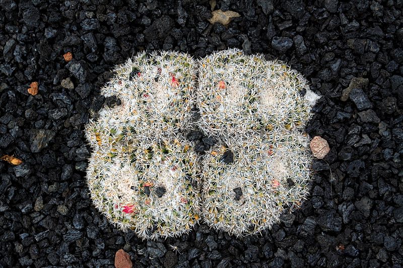 Mammillaria Perbella in Jardin de Cactus on Lanzarote, June 2013