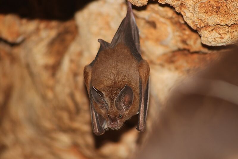 Mimon cozumelae 186286365