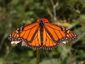Archivo:Monarch Butterfly Danaus plexippus Male 2664px