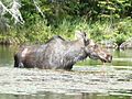 Moose in Little Joe Lake