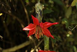 Mutisia clematis.jpg
