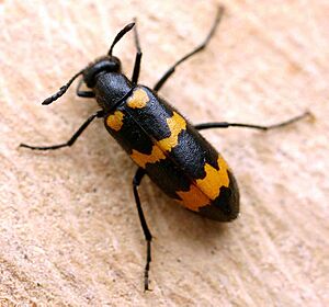 Archivo:Mylabris variabilis01
