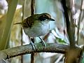 Myrmoborus lugubris stictopterus - Ash-breasted Antbird (female); Anavilhanas islands, Novo Airão; Amazonas, Brazil