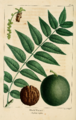 NAS-030 Juglans nigra