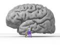 Nicolas P. Rougier's rendering of the human brain