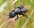 Ocypus olens.