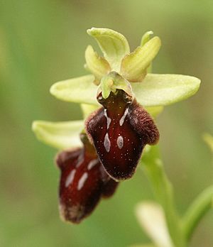 Archivo:Ophrys sphegodes flower